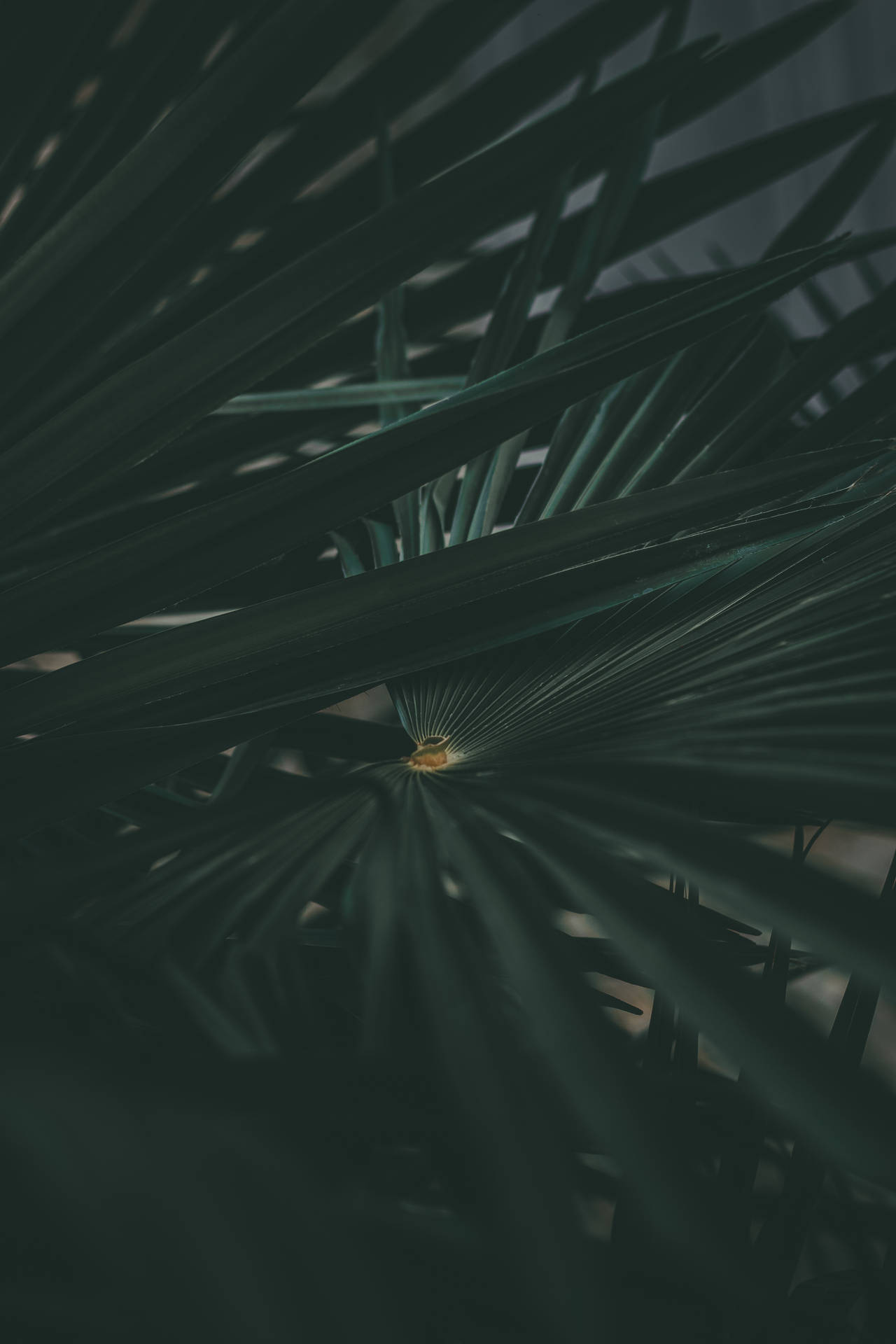 Aesthetic Dark Green Palm Leaves Background