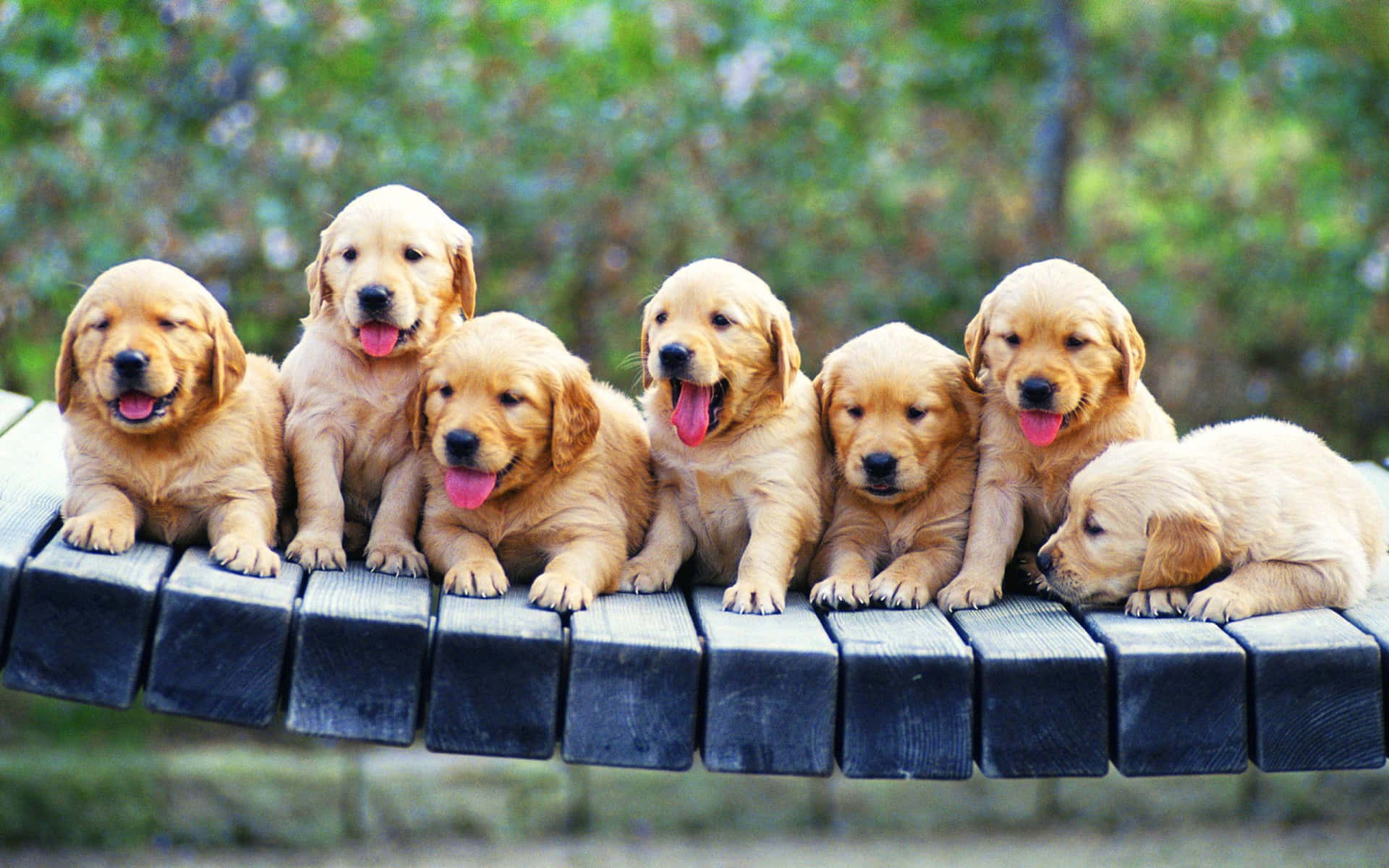 A Group Of Puppies On A Wooden Bench