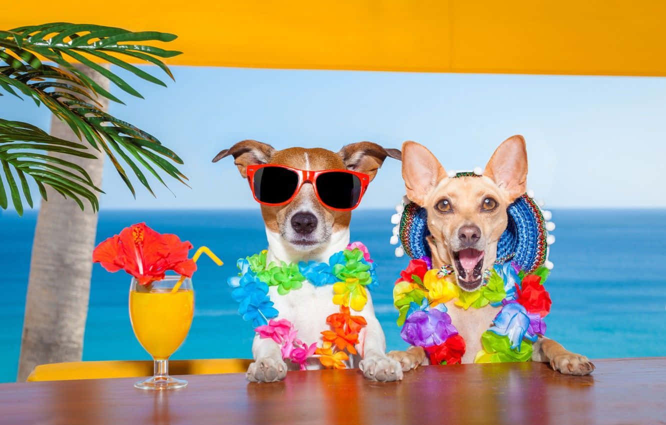 Two Dogs Dressed Up In Hula Hoop Costumes At A Beach Bar