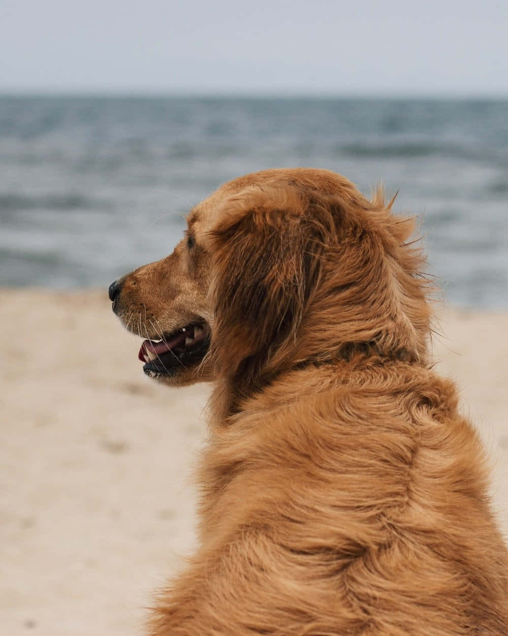 A Dog Sitting On The Beach