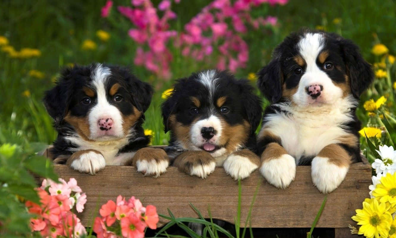 Bernese Mountain Dog Puppies In A Wooden Box