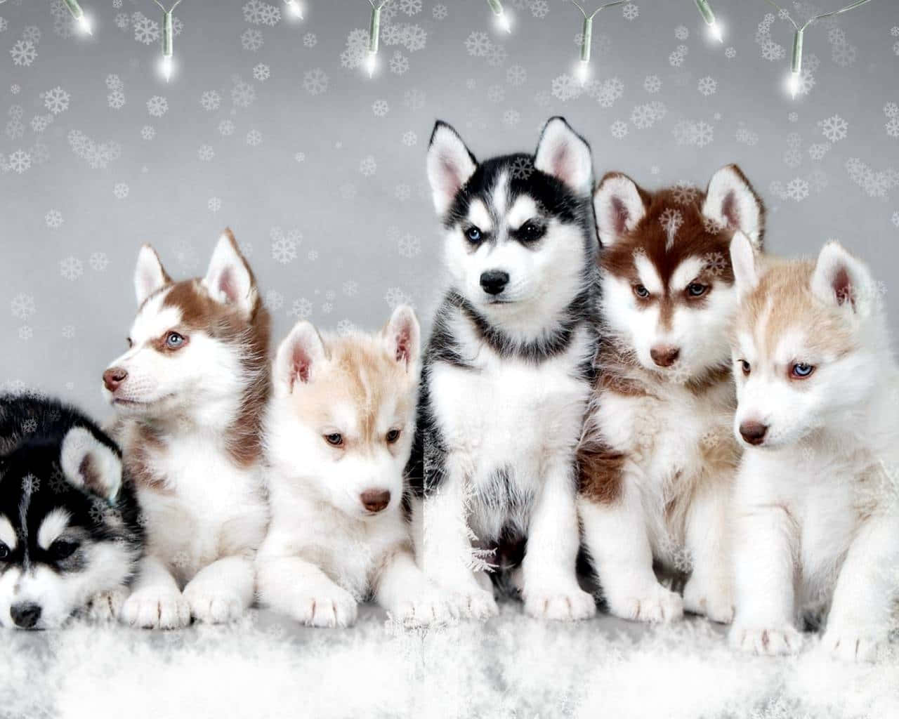 Aesthetic Dogs Husky Puppies Background