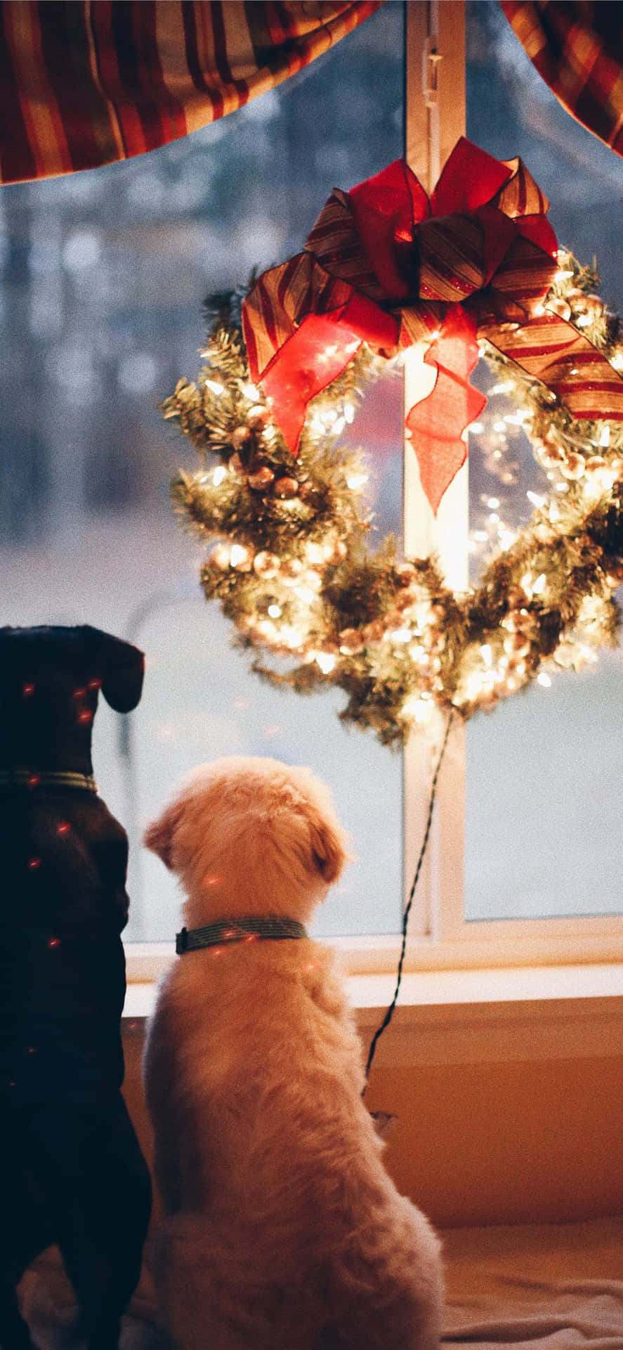 Christmas Aesthetic Dogs Background