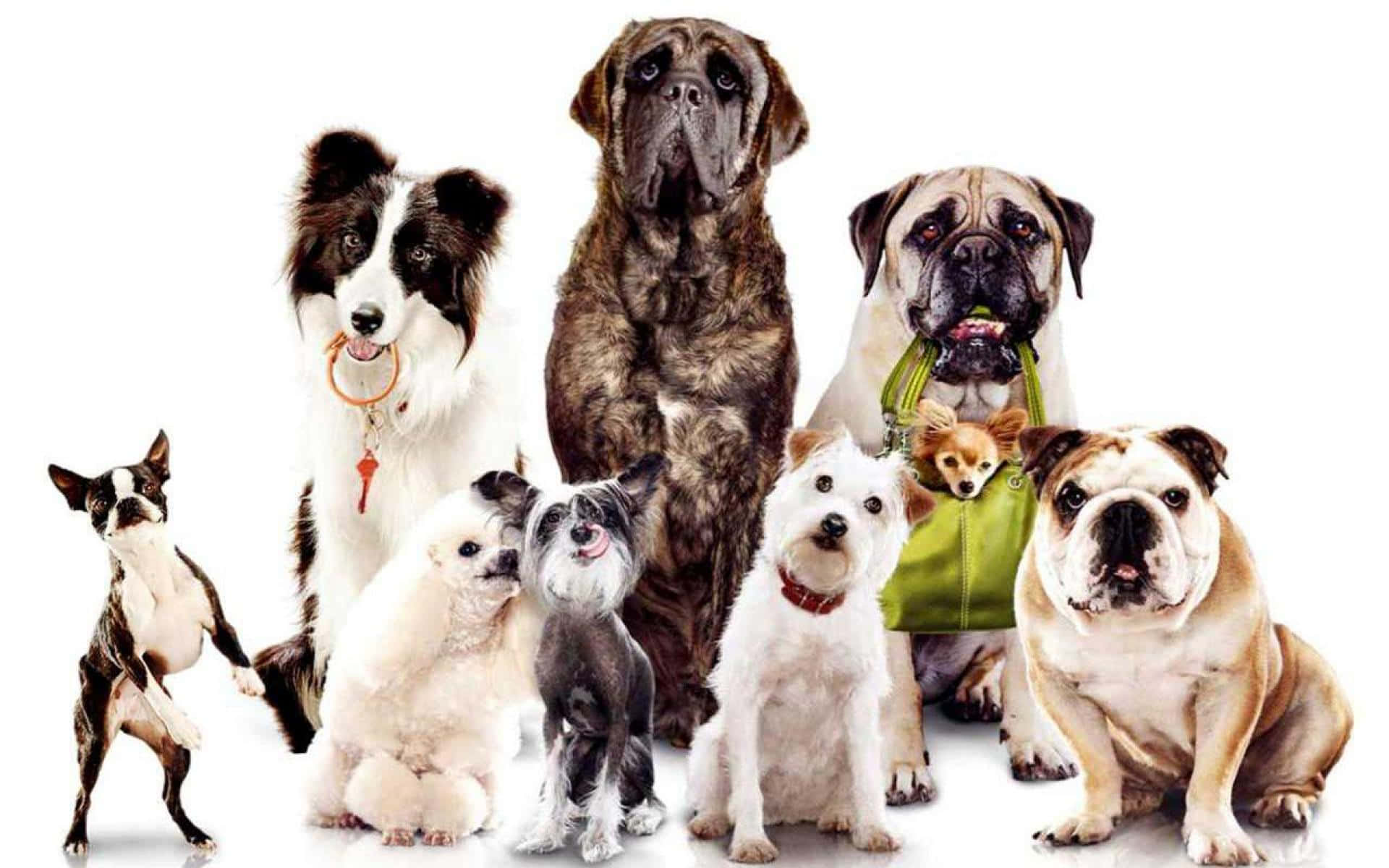 Aesthetic Image Of Different Breeds Of Dogs Wallpaper