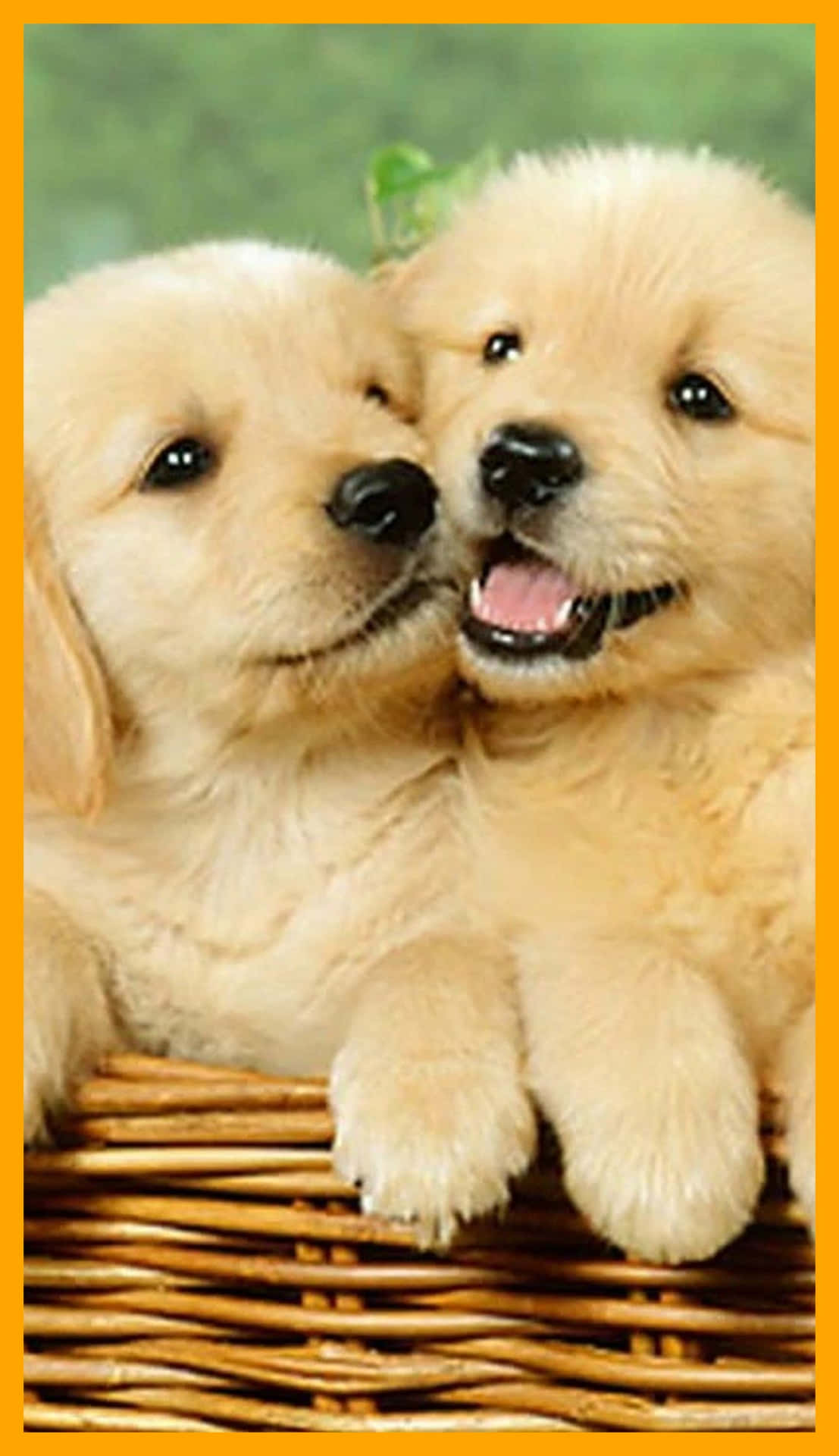 "A warm and fuzzy feeling from these two aesthetic pups" Wallpaper
