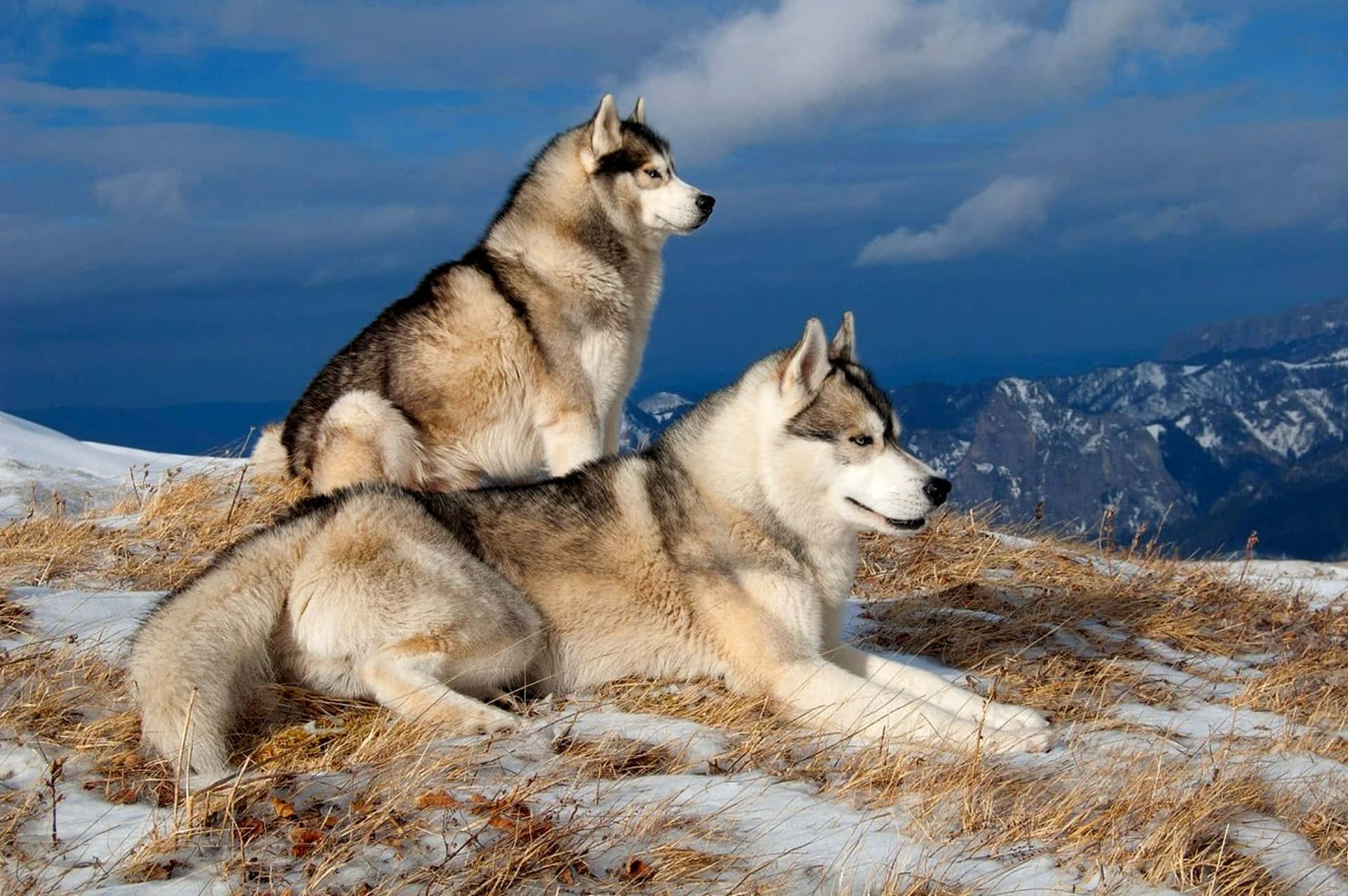Dogs In Snow In Aesthetic Scenery Background
