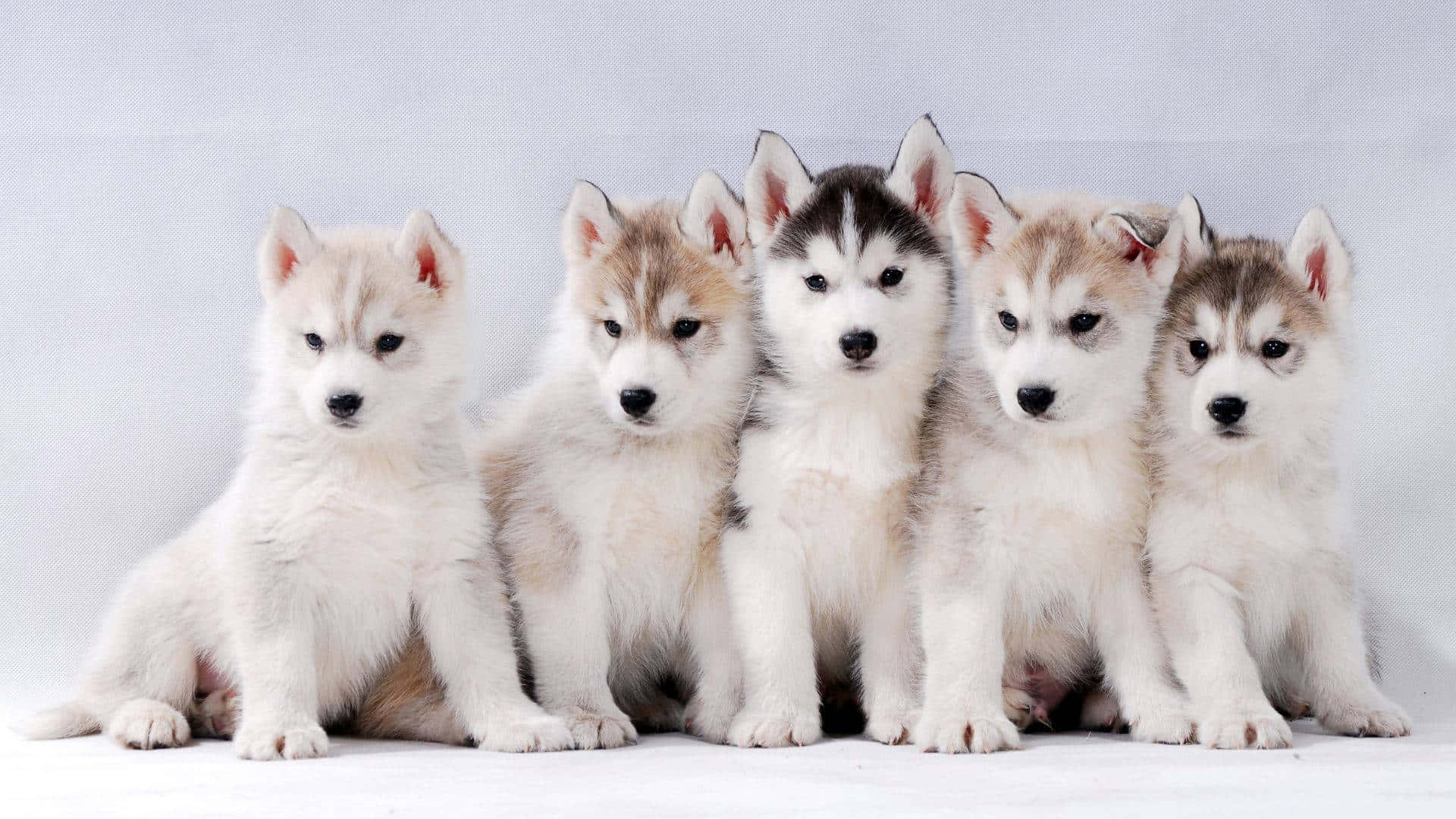 Husky Puppies In A Row On A White Background Wallpaper
