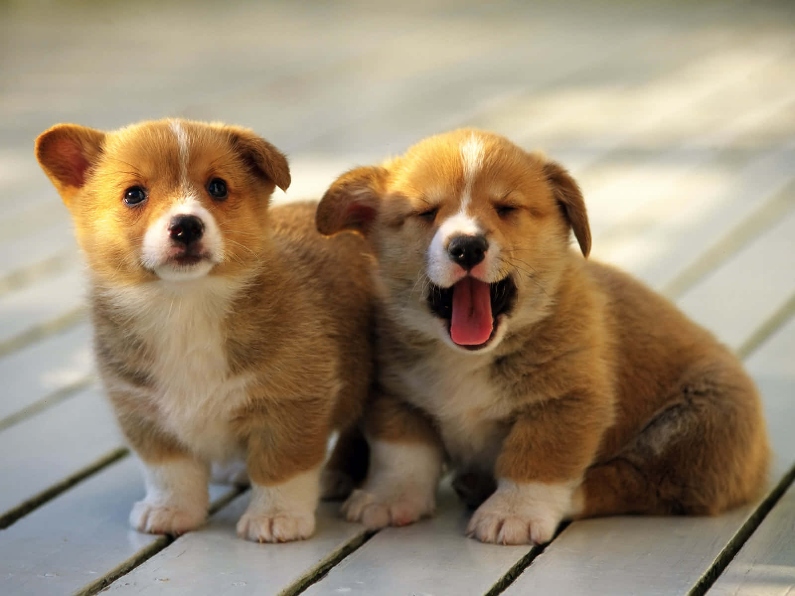 Two Small Brown And White Puppies Sitting On A Wooden Deck Wallpaper