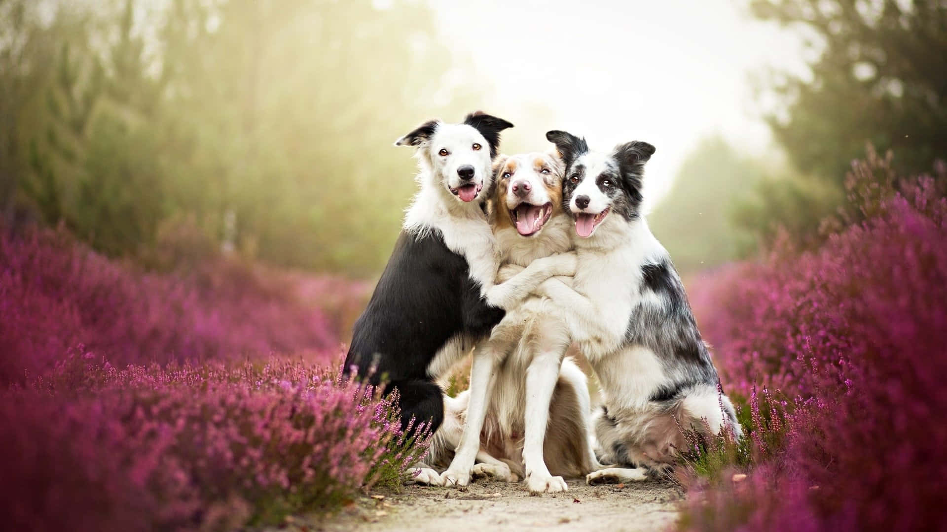 Tre hunde der krammer på en sti i skoven. Wallpaper