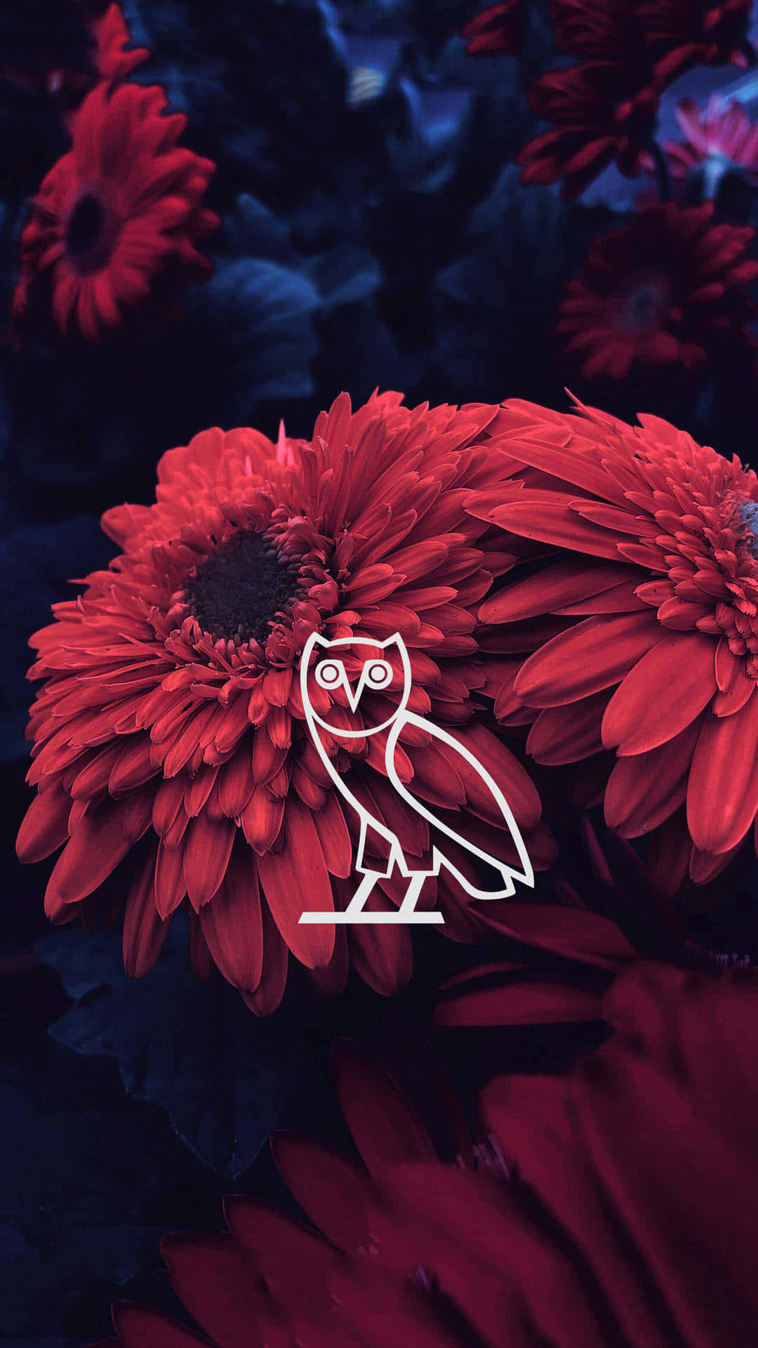 Owl In Red Flowers With A Black Background Wallpaper