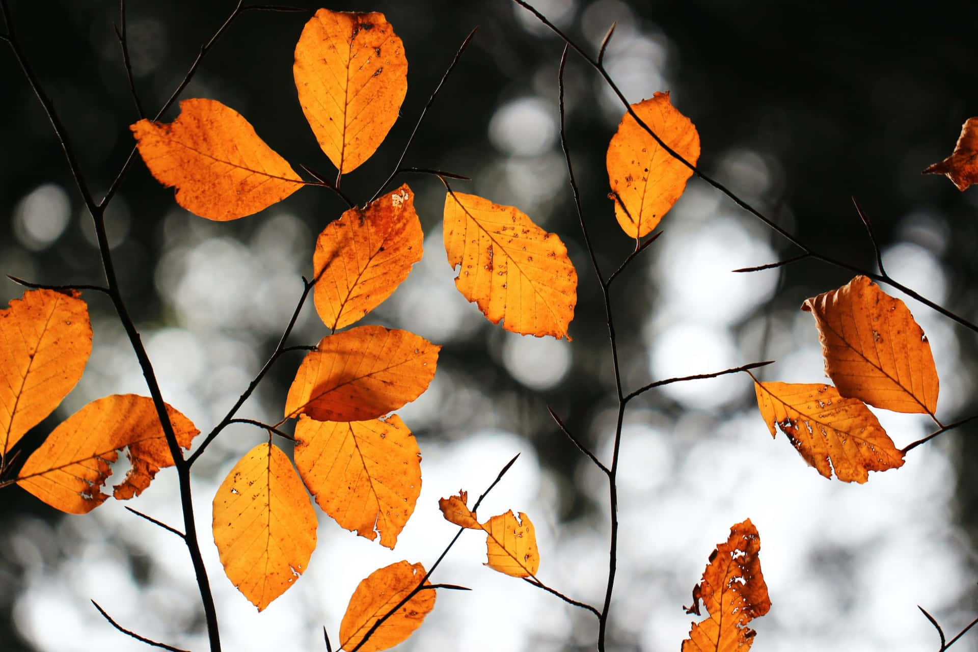Fall Leaves Creating a Beautiful Aesthetic