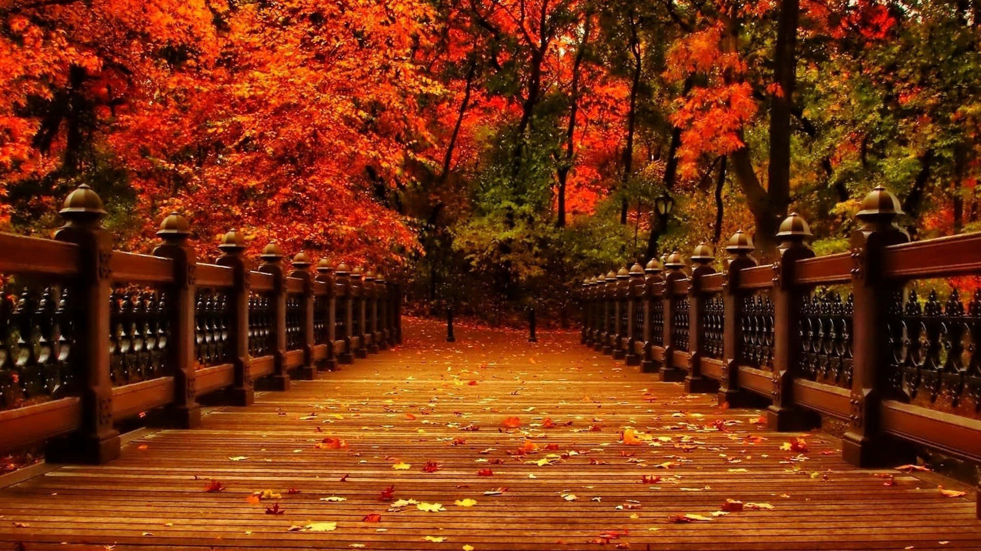 An aesthetically beautiful fall scene