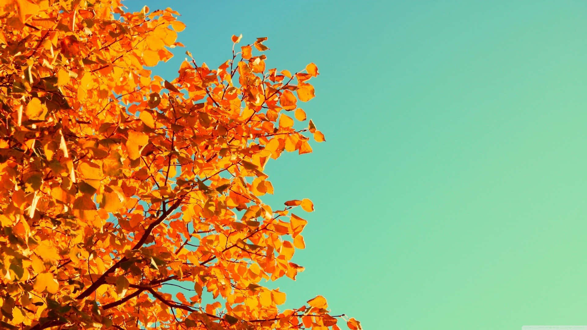 Diefriedliche Gelassenheit Und Majestätischen Farben Des Ästhetischen Herbstes Genießen