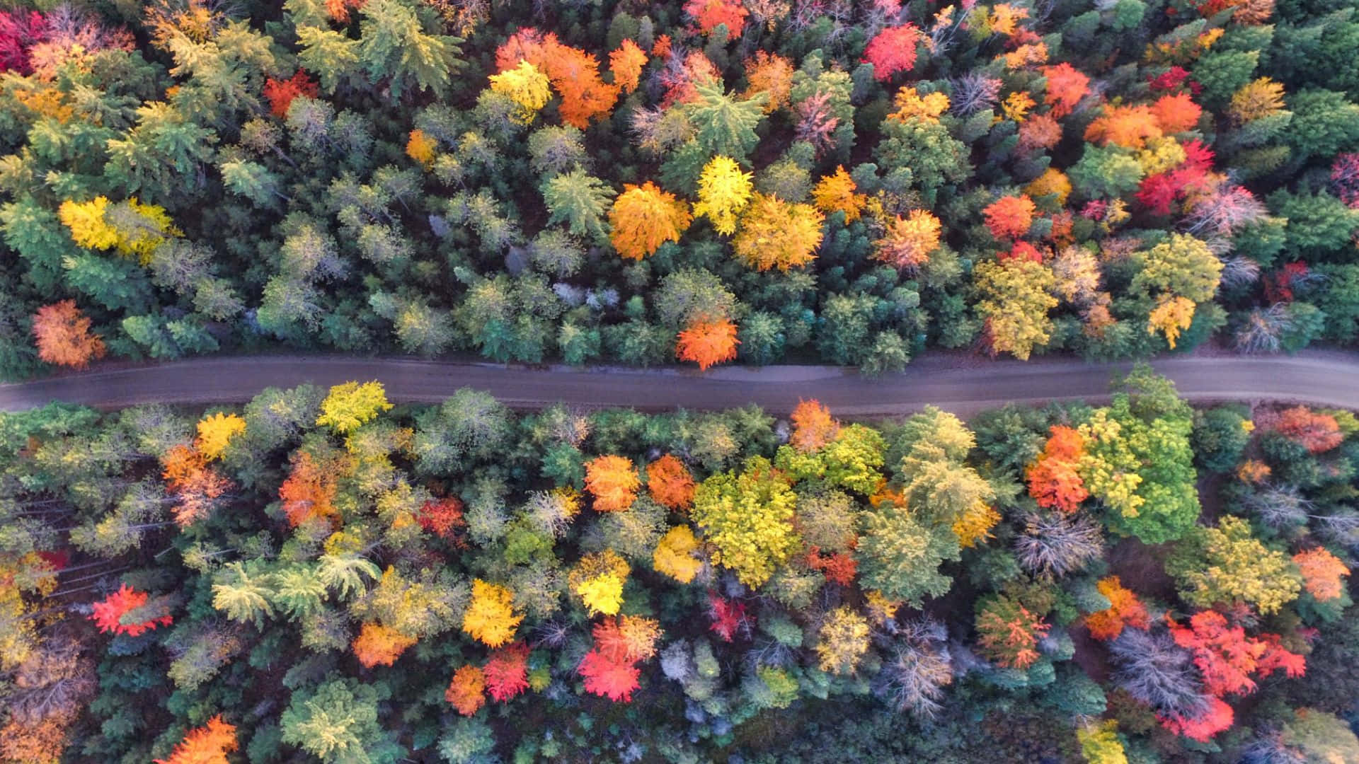 Einewunderschöne Szene Mit Herbstblättern An Einem Sonnigen Tag