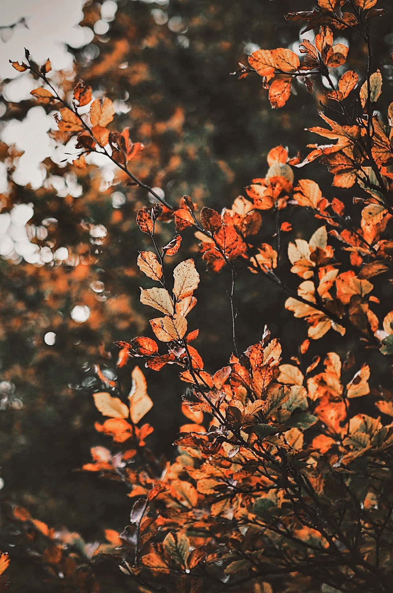Ammirala Bellezza Dell'autunno Con Le Foglie Colorate Di Aesthetic Fall.