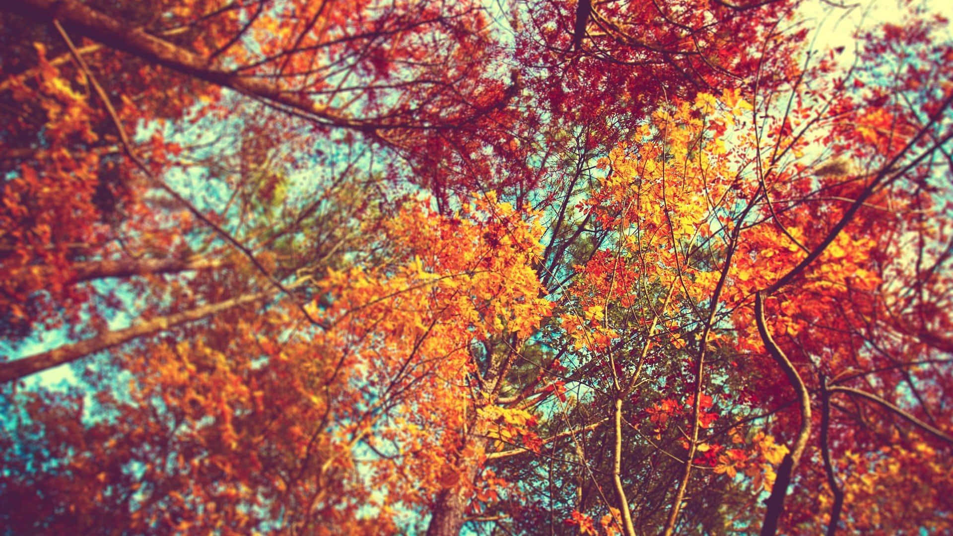 Rilassatie Goditi La Bellezza Dell'autunno