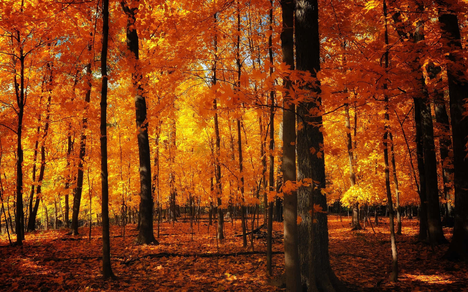 Einsonnenuntergang Über Einem Feld Goldener Herbstblätter