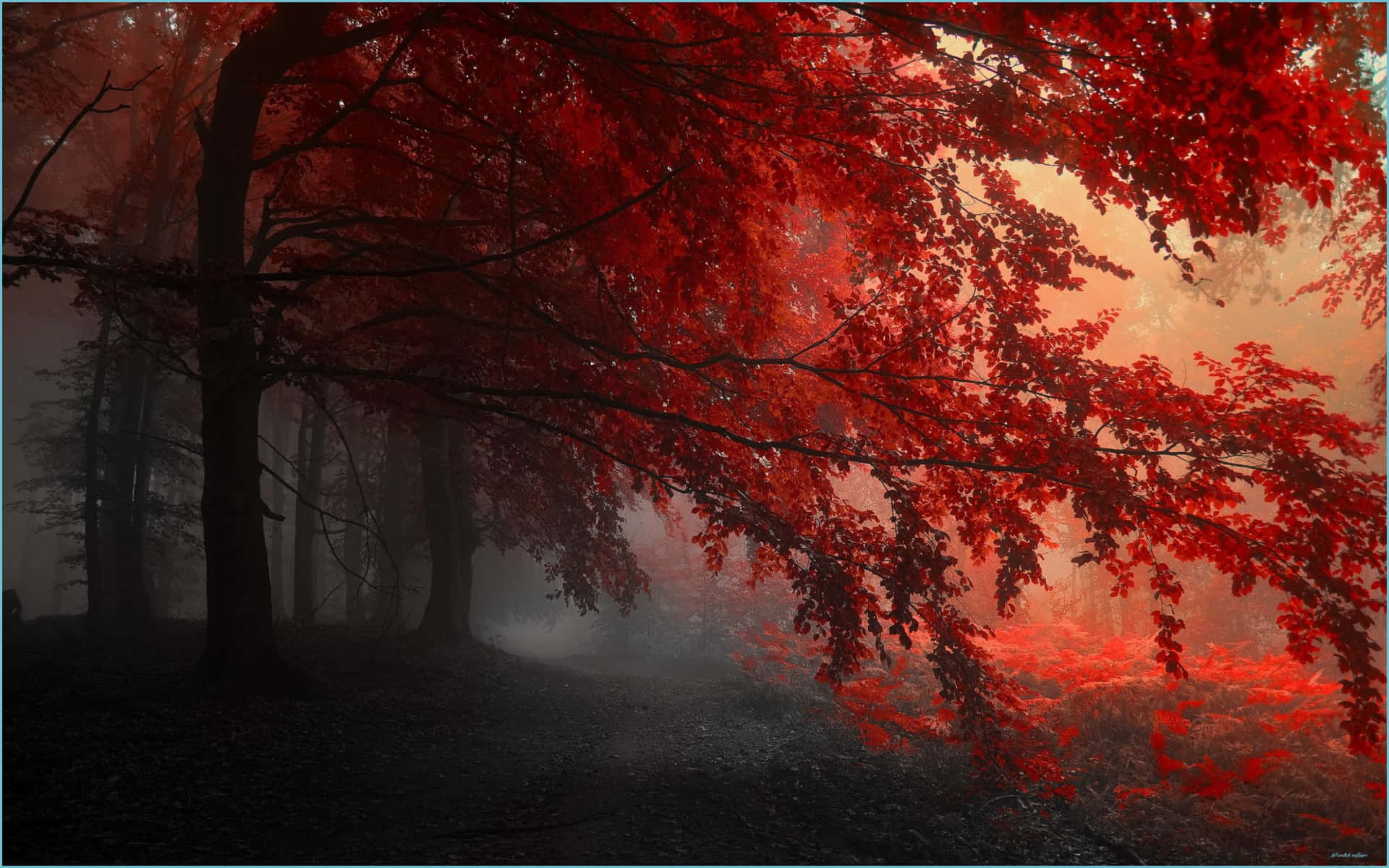 Unalbero Rosso Nella Nebbia