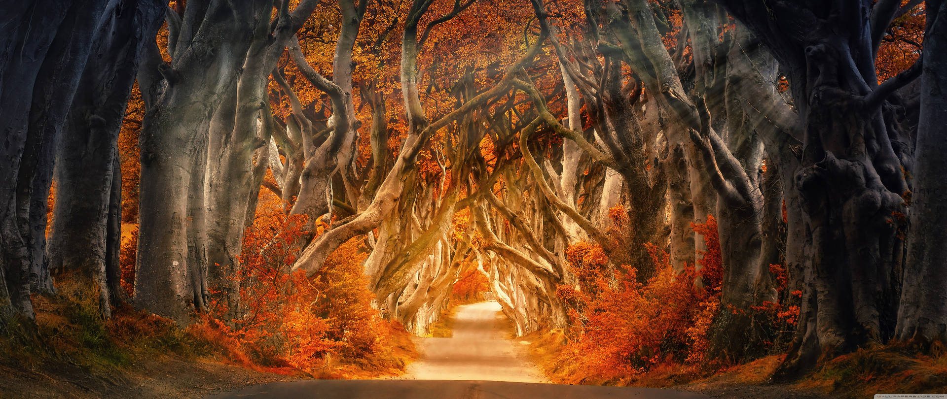 Aesthetic Fall Forest Sunrays Wallpaper
