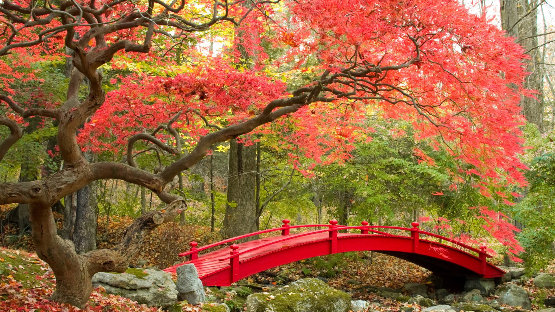 Aesthetic Fall Japanese Garden Picture