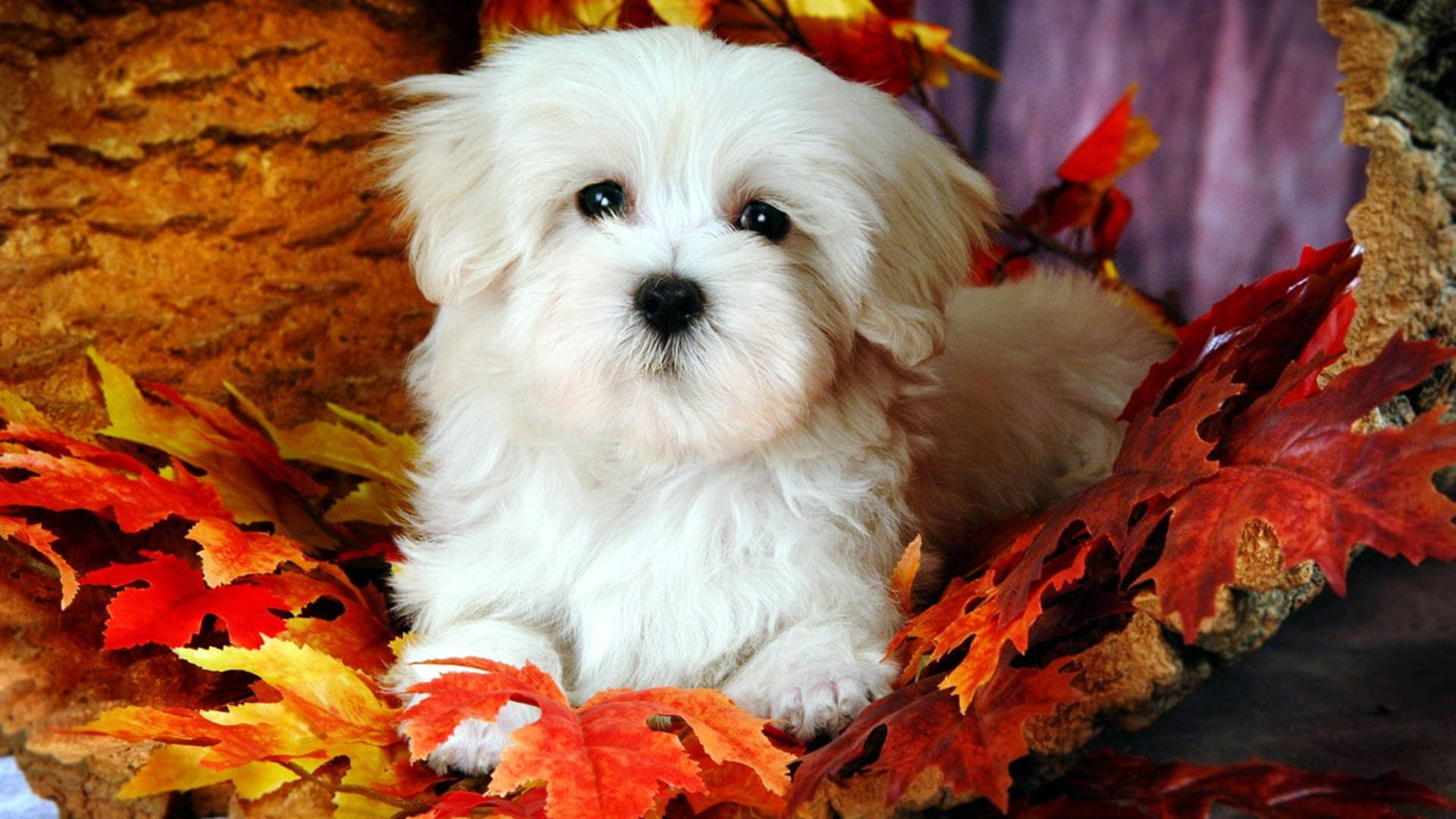 Aesthetic Fall Maltese Dog Picture