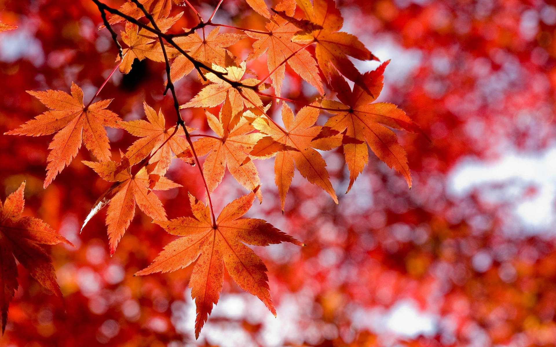 Aesthetic Fall Orange Maple Tree Picture