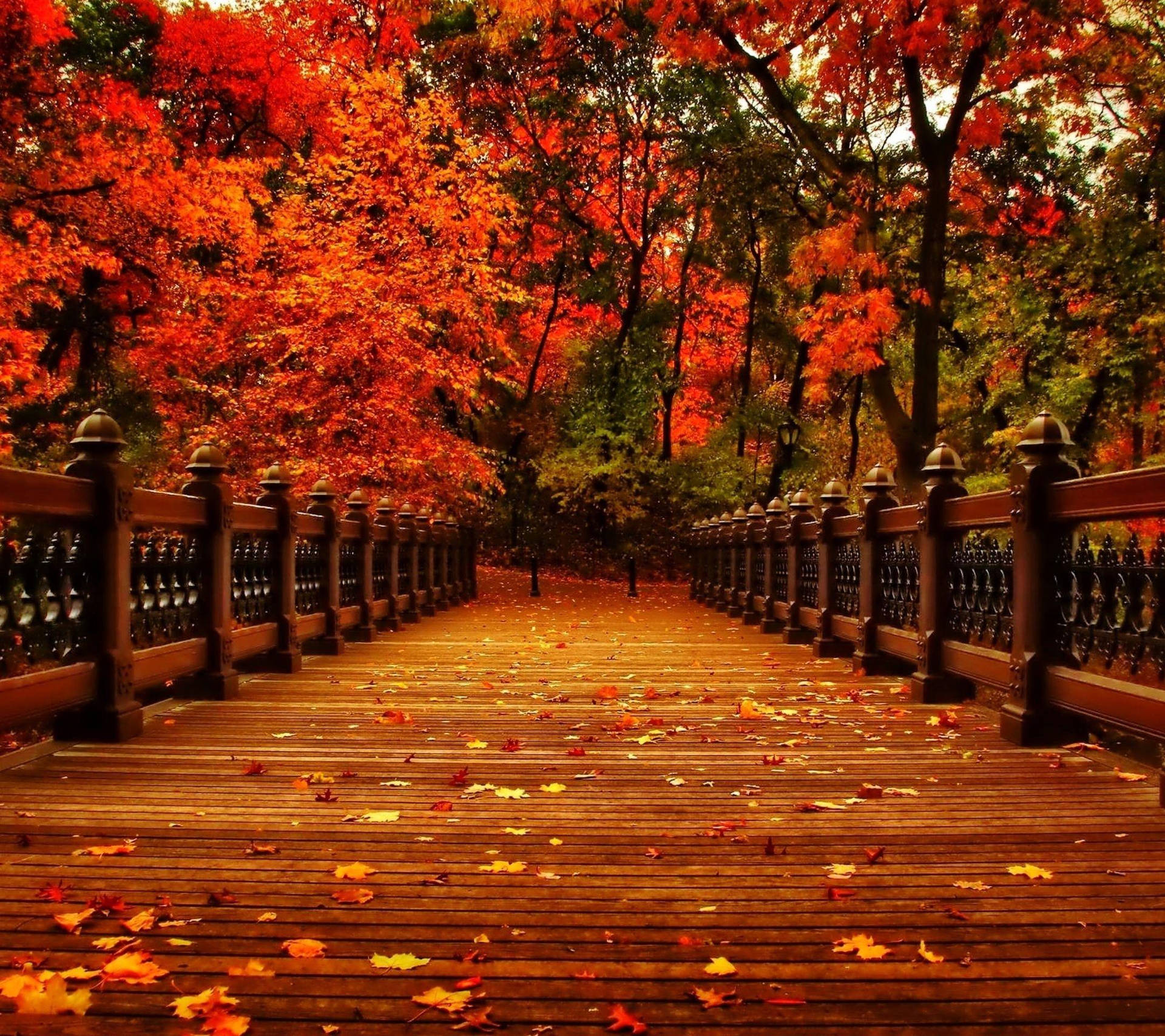 Aesthetic Fall Path Walk Wallpaper