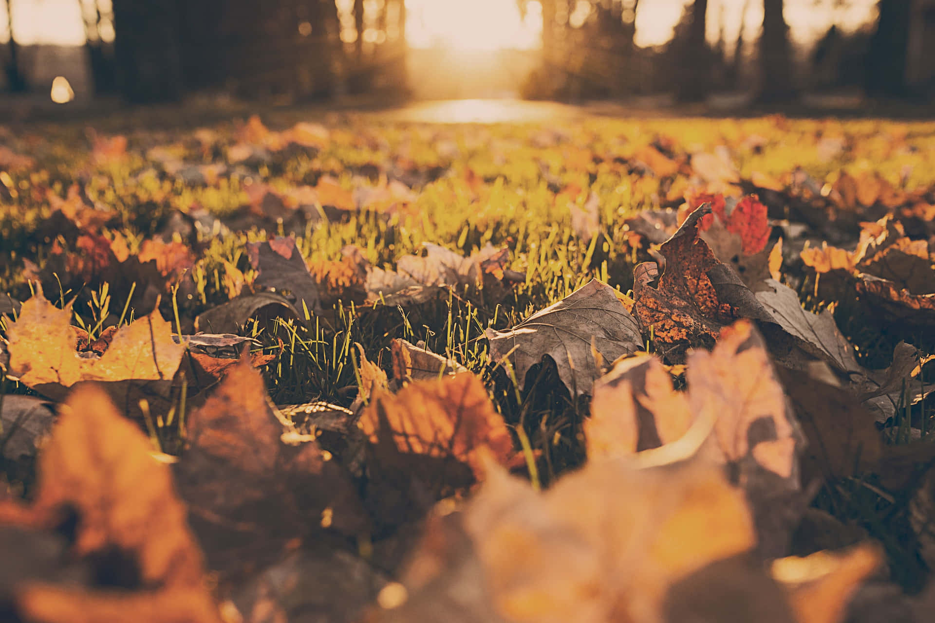 Dieveränderung Der Jahreszeiten Bringt Die Schönheit Des Herbstes Mit Sich.