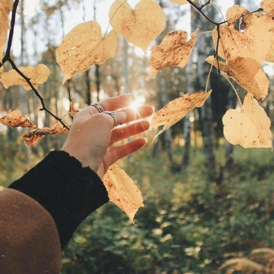 Wennsich Die Blätter Verfärben, Erlebe Die Schönheit Eines Frischen Starts In Diesem Herbst.