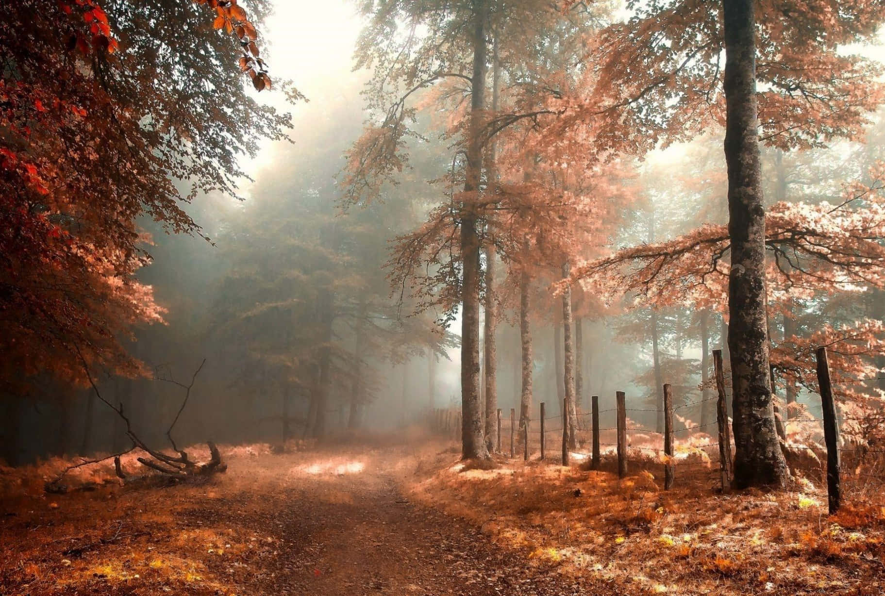 Einewunderschöne Herbstszene Eines Farbenfrohen Waldes.