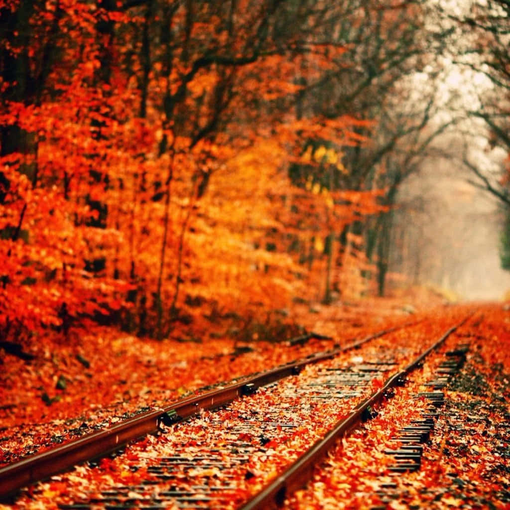 Feiernsie Die Schönheit Des Herbstes Mit Einem Spaziergang Durch Einen Bunten Wald.