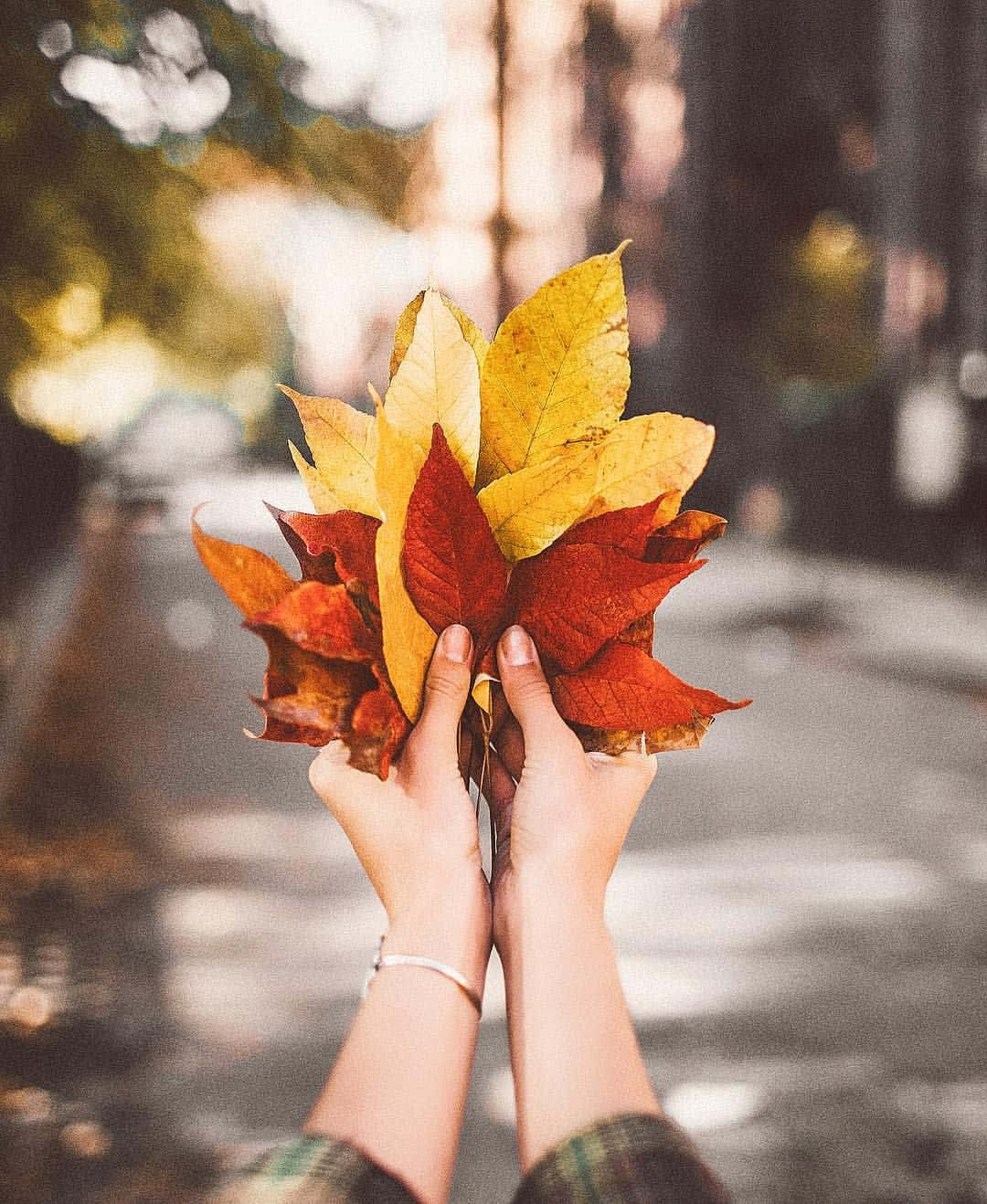 A Person Holding Up A Bunch Of Autumn Leaves