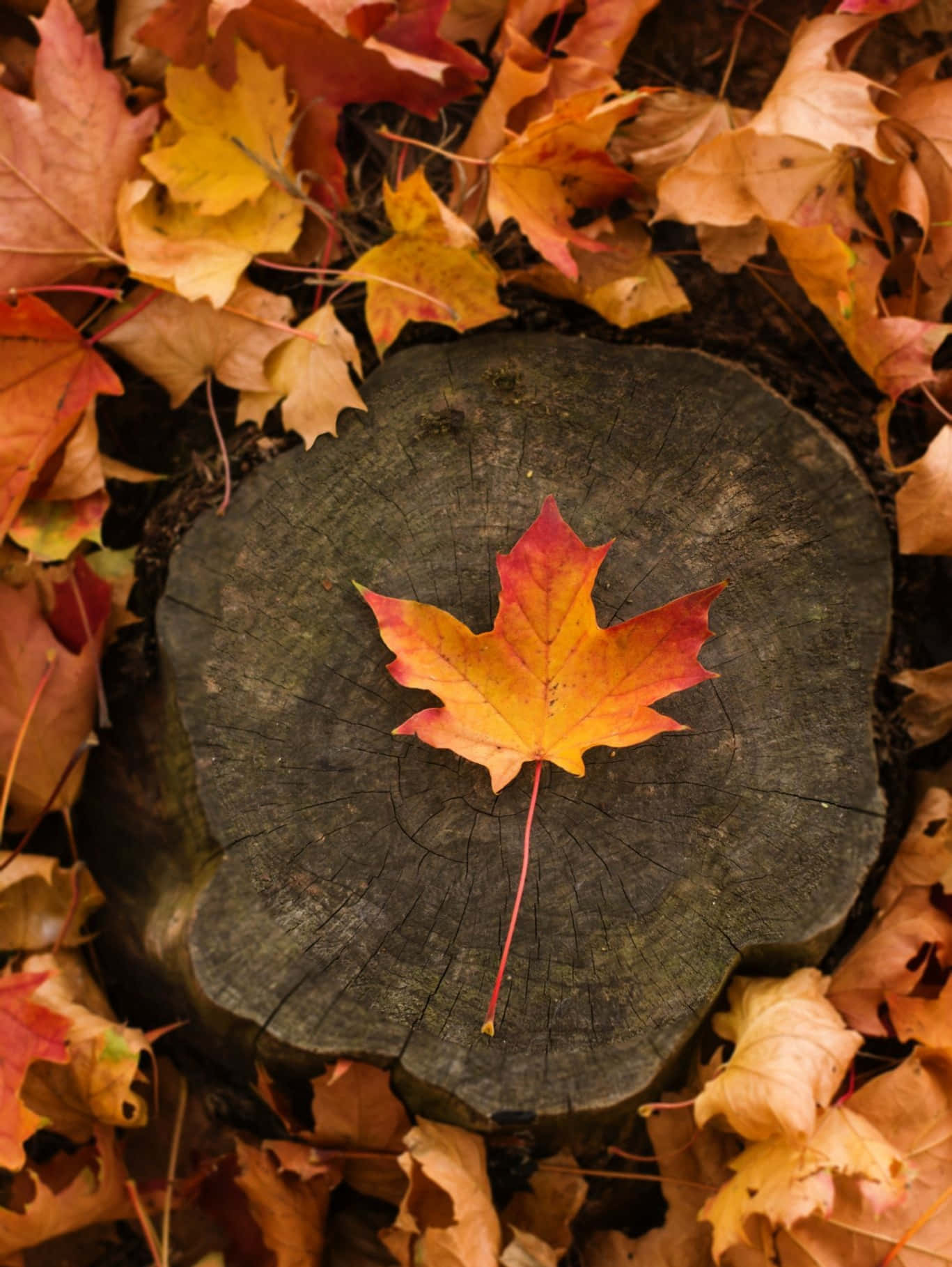 Enjoy the beauty of natural Fall season Aesthetics.