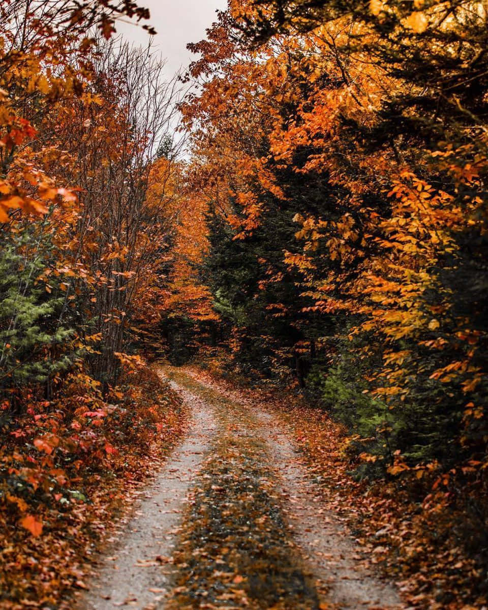 Dieschönheit Der Natur In Ihrer Vollen Pracht, Eingebettet In Eine Malerische Herbstlandschaft.