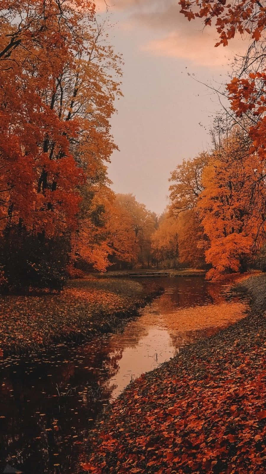 autumn leaves on a river