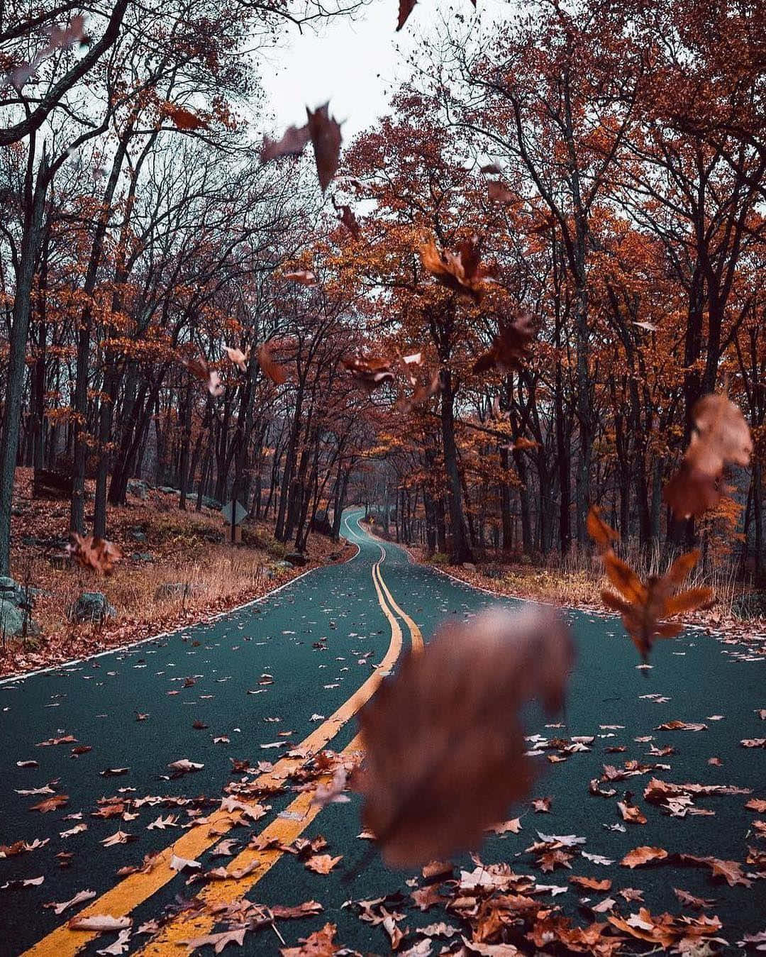 A Road With Leaves Flying In The Air