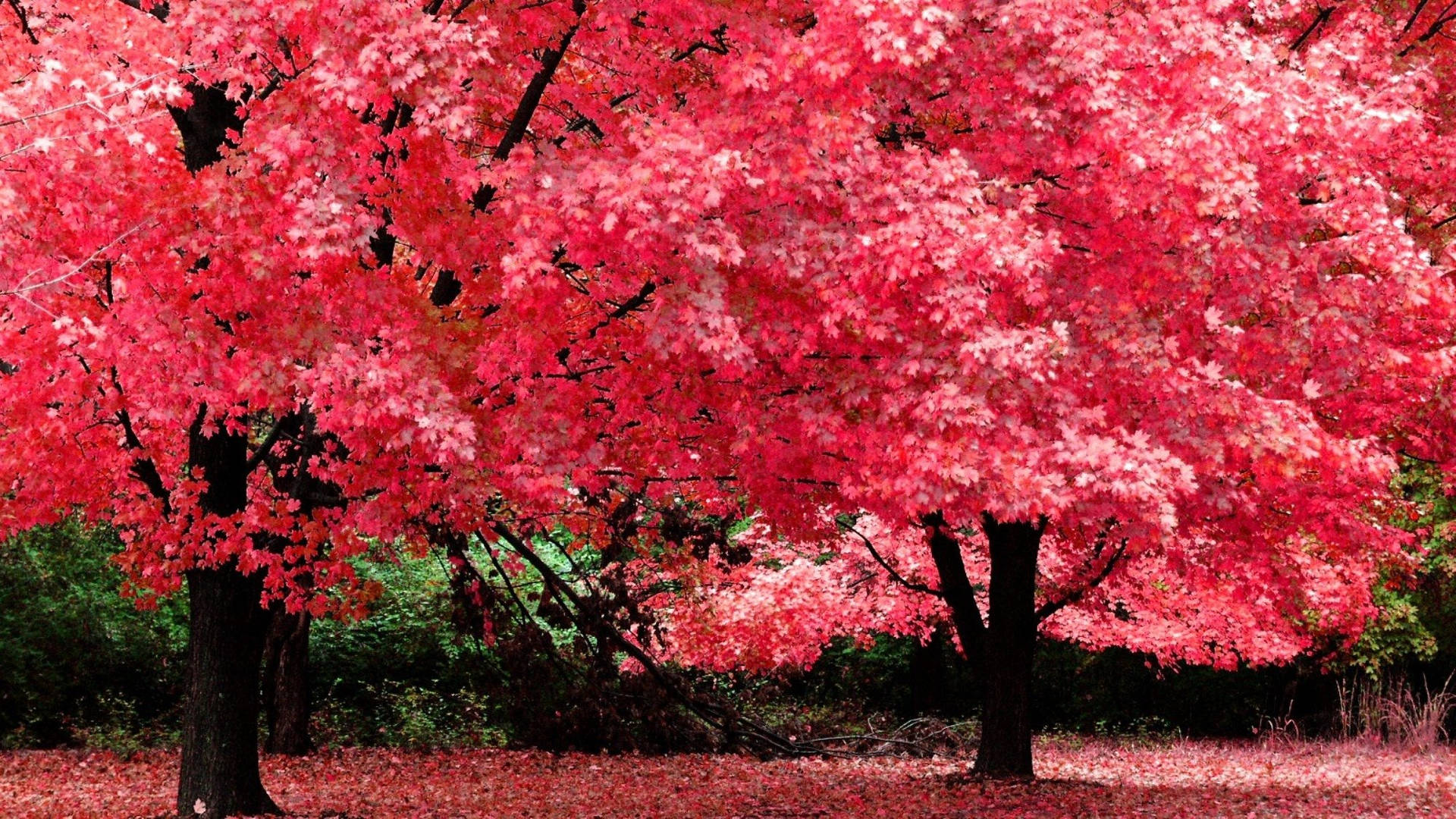 Aesthetic Fall Red Maple Trees Wallpaper