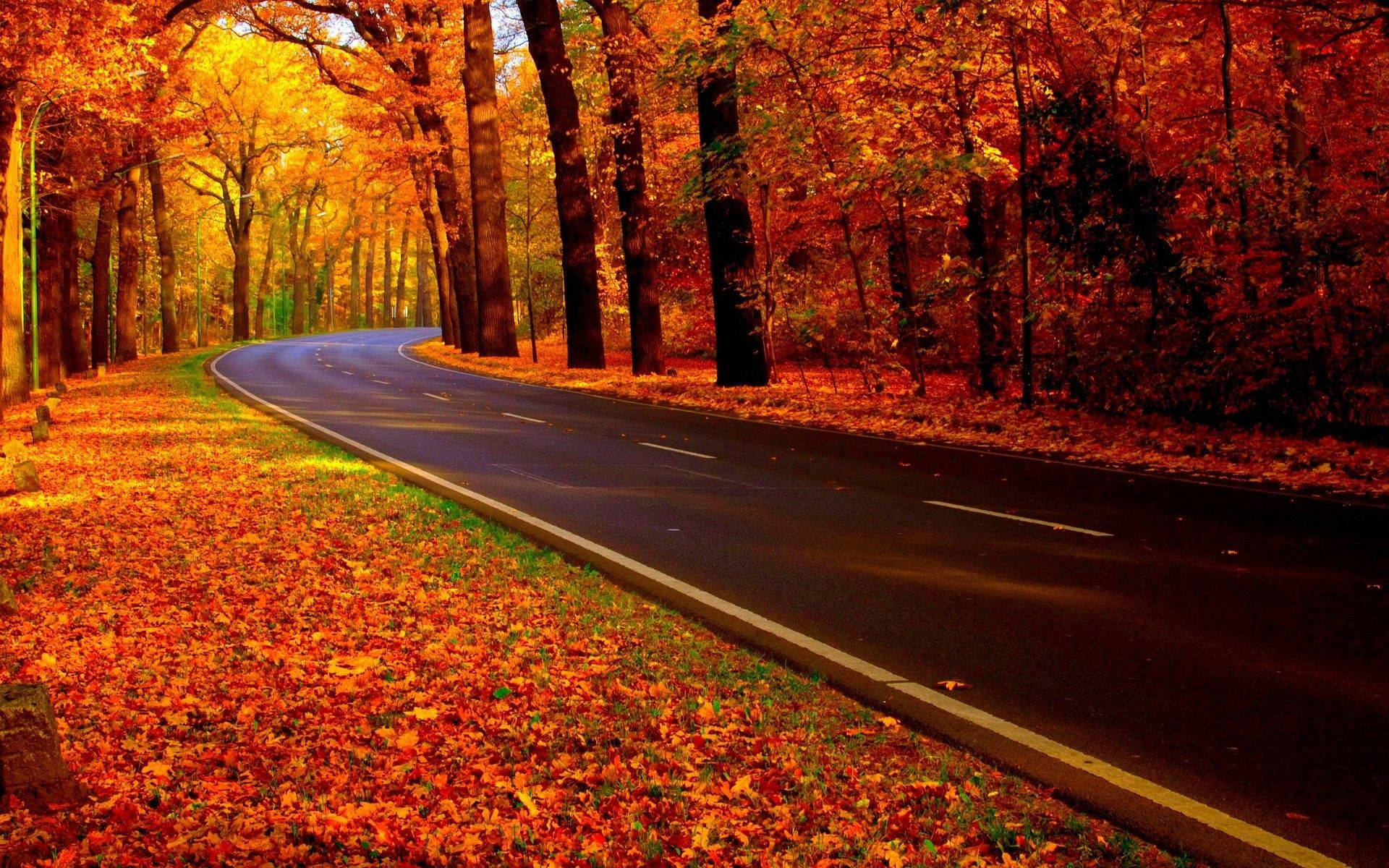 Aesthetic Fall Roadside Picture