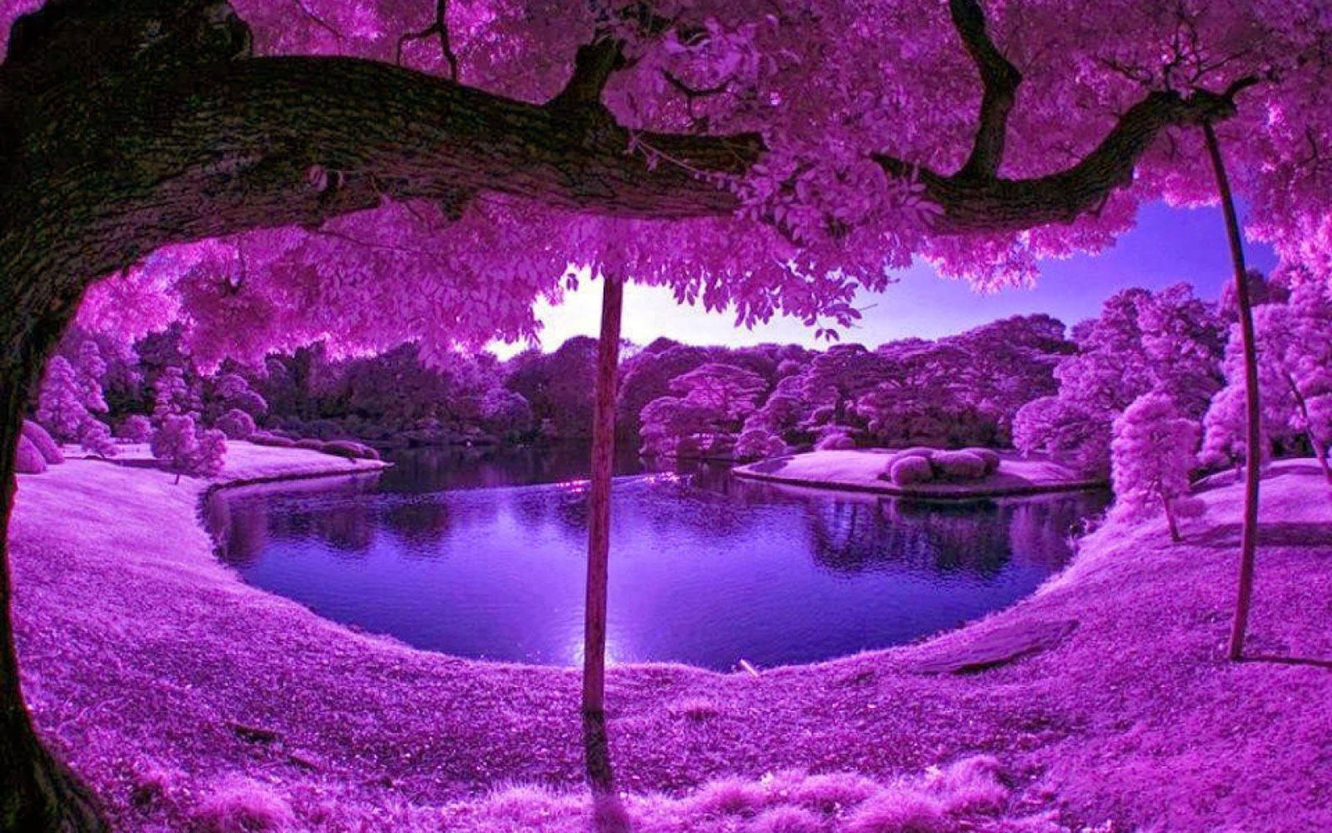 Aesthetic Fall Violet Trees Picture