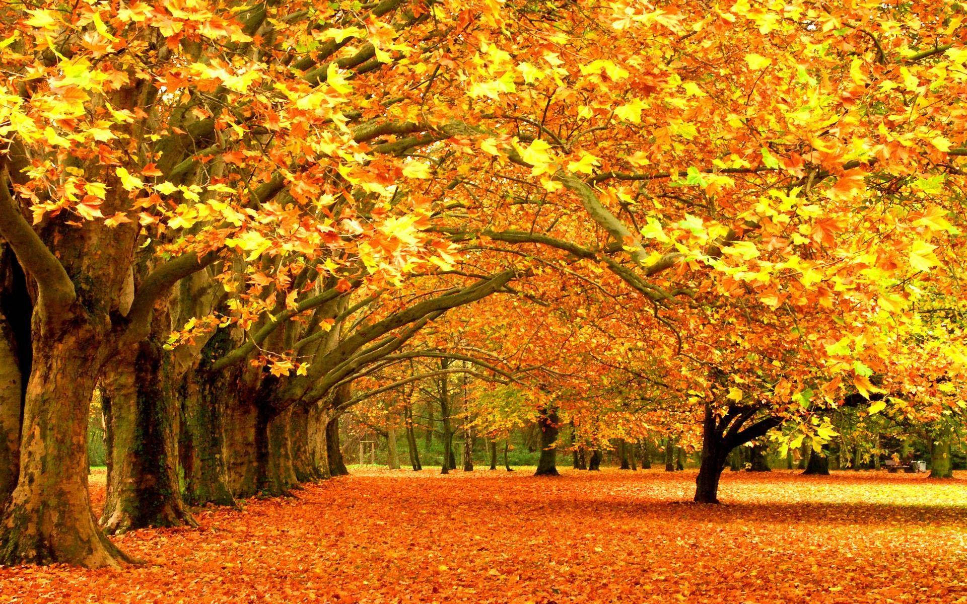 Aesthetic Fall Yellow Maple Trees Wallpaper