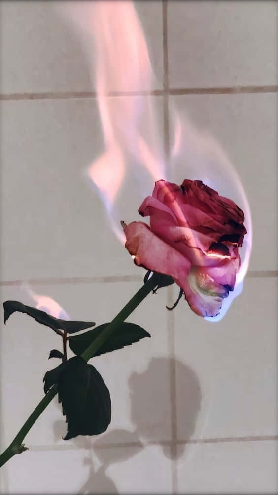 Ästhetischerosafarbene Rose In Flammen Wallpaper