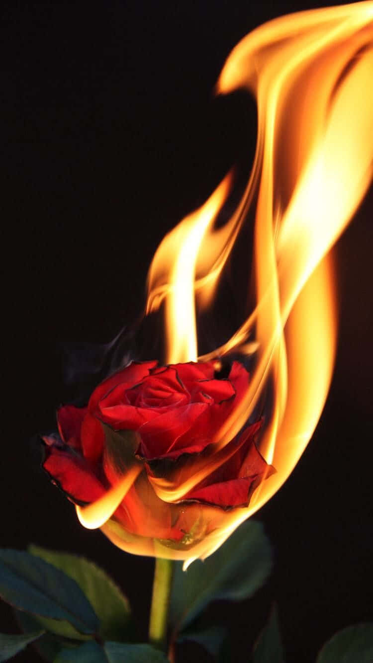 Fire rose wallpaper for desktop free image - № 1236