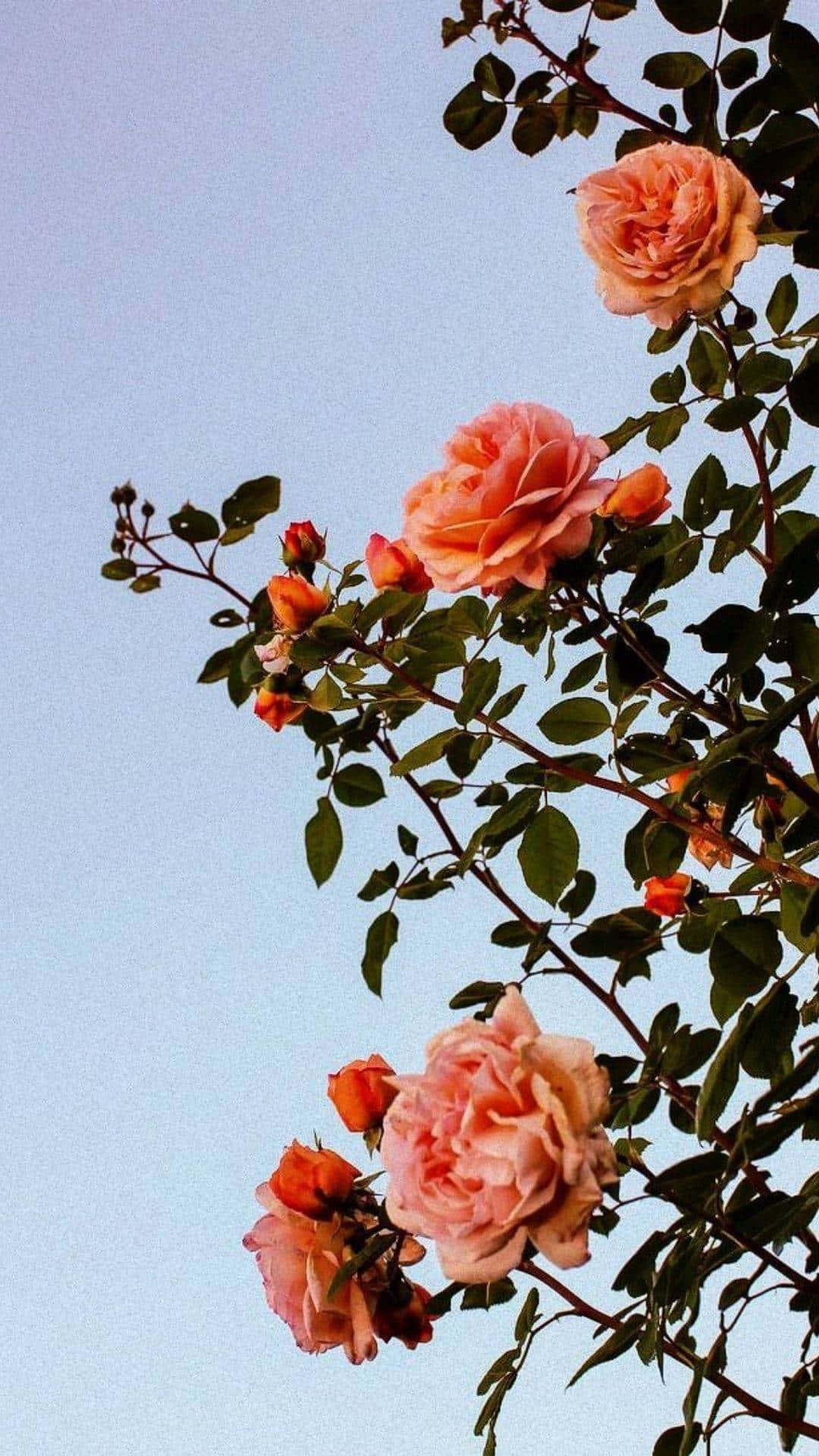 Einbaum Mit Rosa Rosen Wallpaper