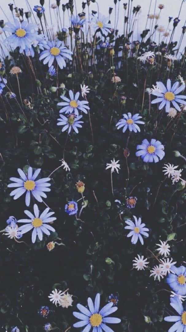 Aesthetic Floral Daisies Wallpaper