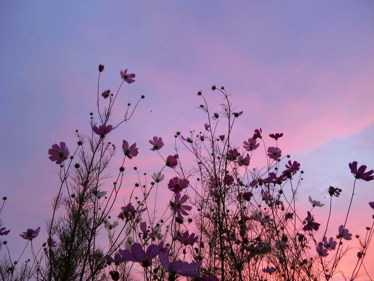 A Pink Sky With Flowers In The Background Wallpaper