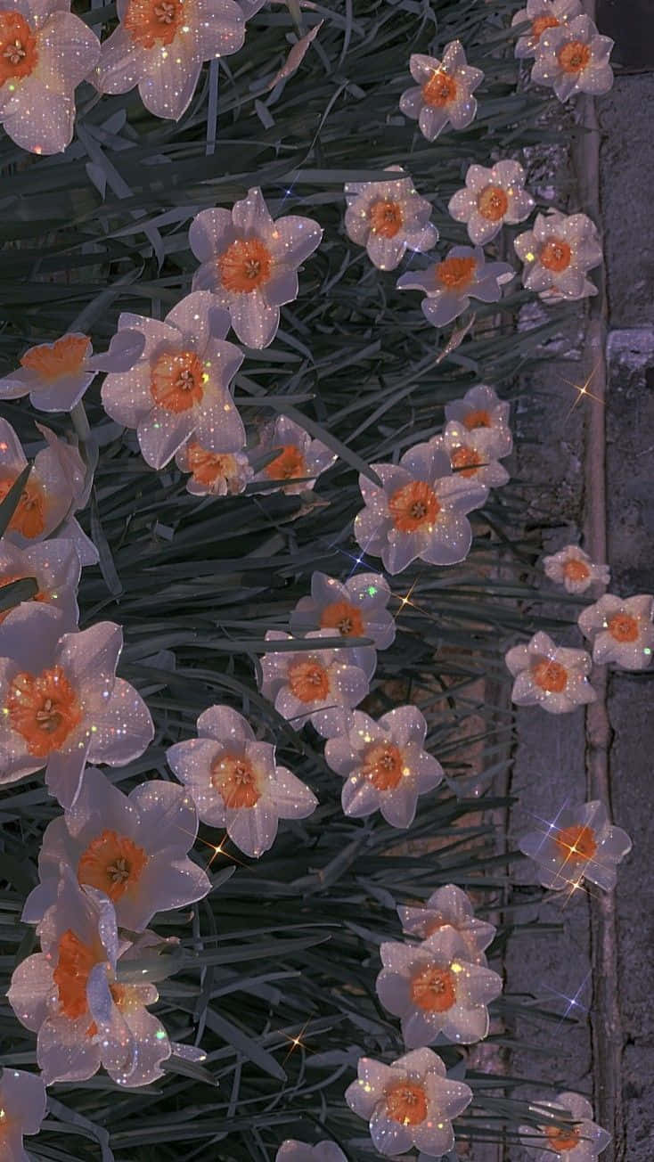 Tag et øjeblik til at værdsætte skønheden af ​​naturen med Æstetisk Blomst. Wallpaper