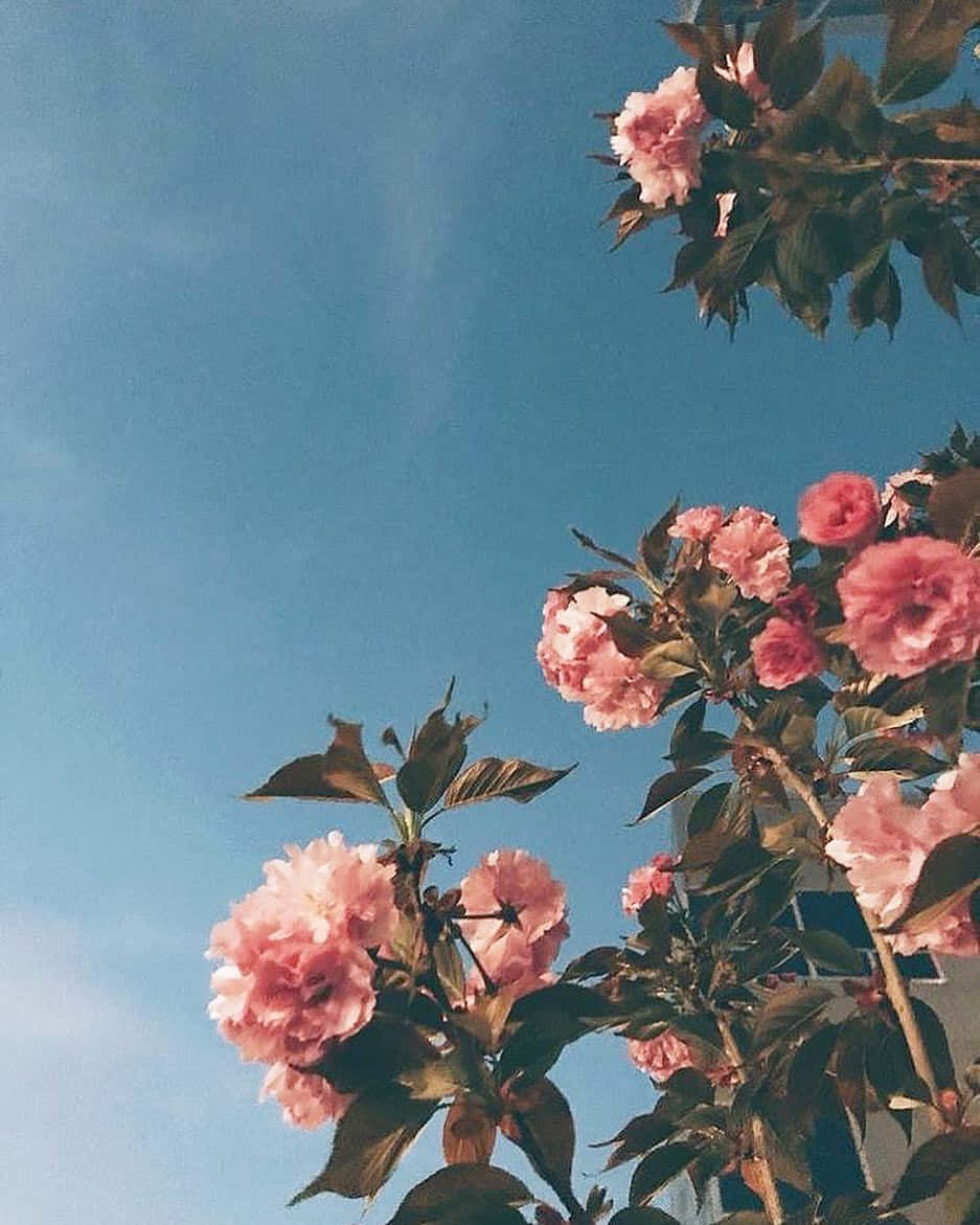 Aesthetic Floral And Sky Wallpaper