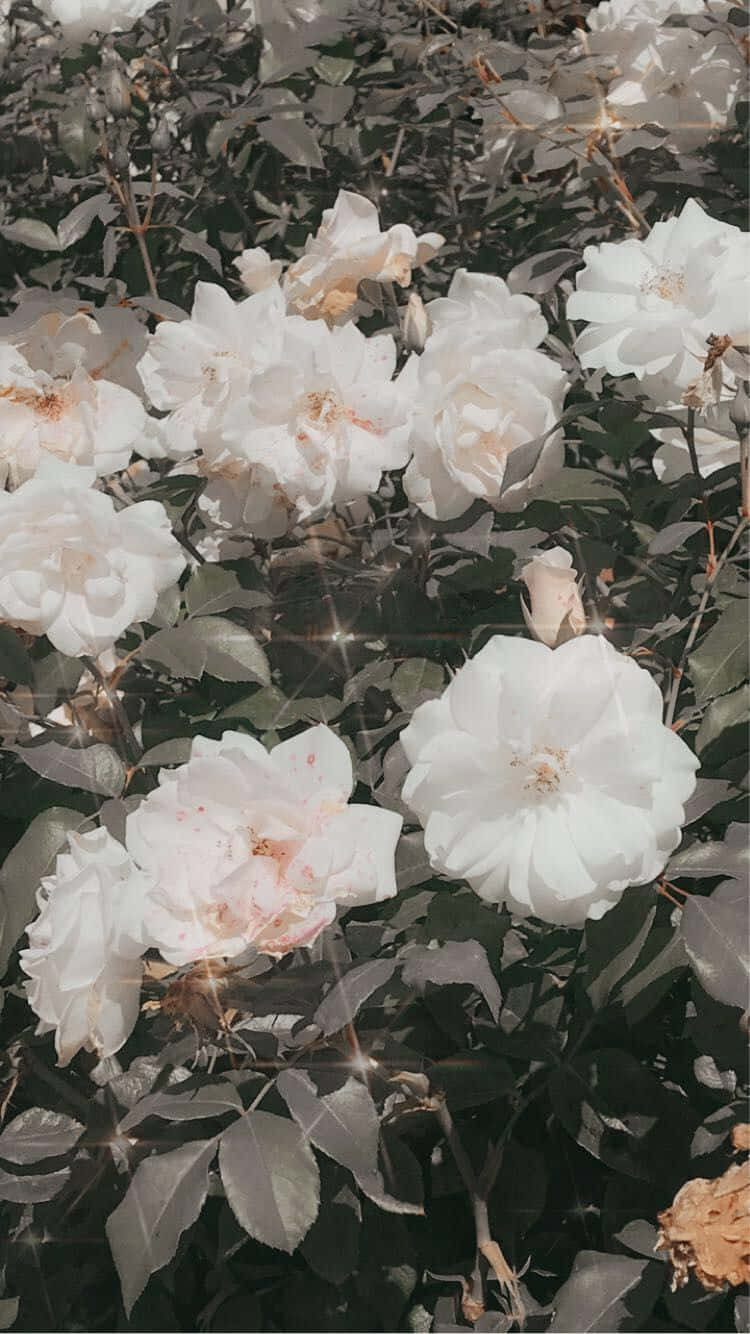 Hvide roser i haven Wallpaper