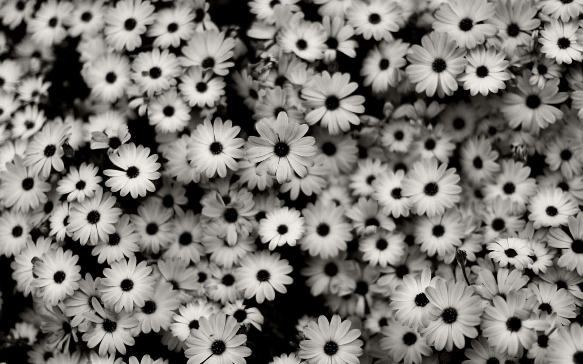 Sort og hvid foto af en bunke blomster Wallpaper