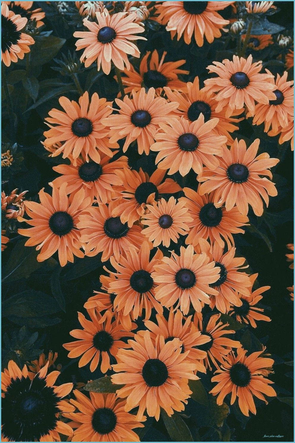 Aesthetic Flower Iphone Wallpaper
